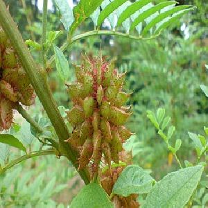 Organic Liquorice Roots Herb
