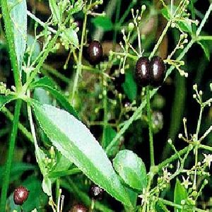 Organic Manjistha Herb
