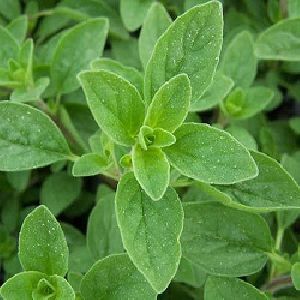 Organic Marjoram Herb