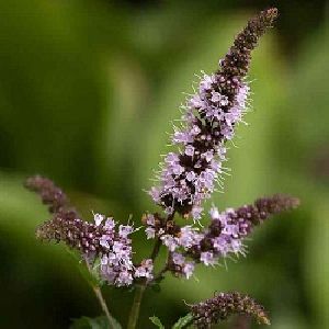 Organic Peppermint Leaves Herb