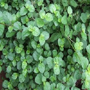 Organic Punarnava Herb