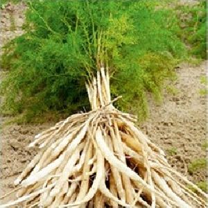 Organic Shatavari Herb
