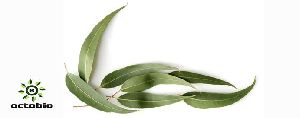 eucalyptus oil