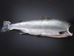 Atlantic Salmon