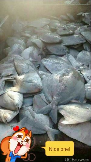 Frozen Chinese Pomfret Fish
