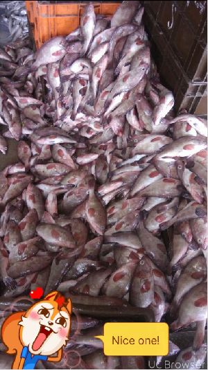 Frozen Cod Fish