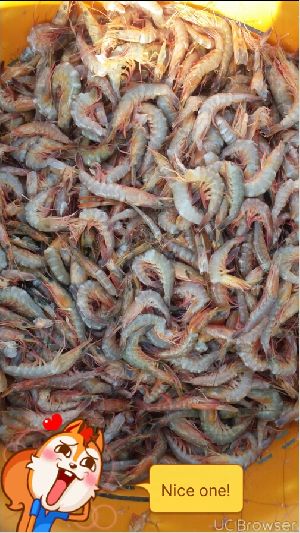 Frozen Shrimp Fish