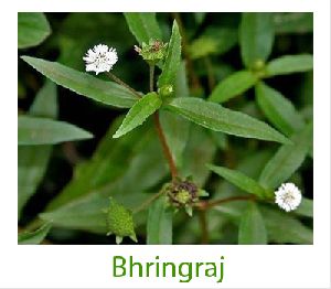 Bhrinraj medicinal plant
