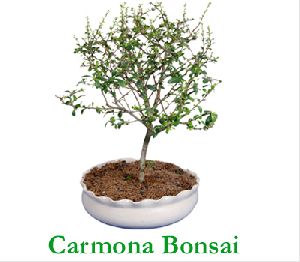 Carmona Bonsai