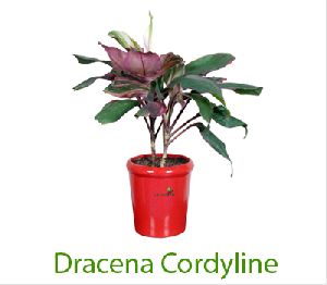 Dracaena Cordyline