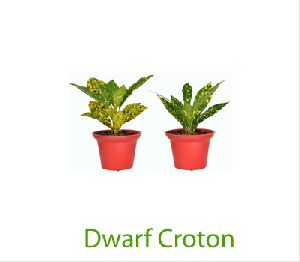 Dwarf Croton