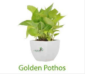 Golden Money Plant