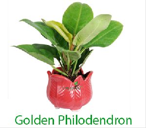 Golden Philodendron