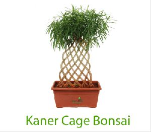Kaner Cage Bonsai