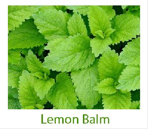 lemon balm