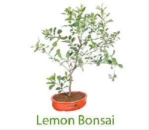 Lemon Bonsai