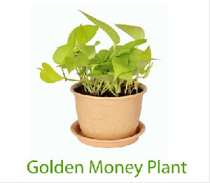 Money Plant Golden