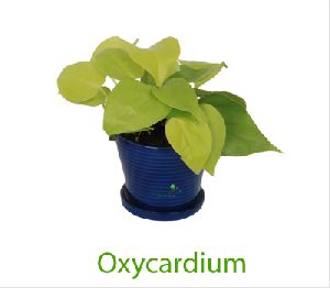 Oxycardium