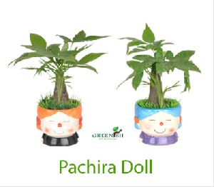Pachira Doll
