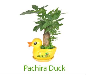 Pachira Duck Garden Plant