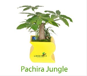 Pachira Jungle