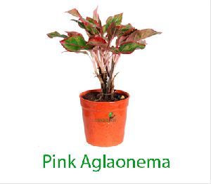 Pink Aglaonema