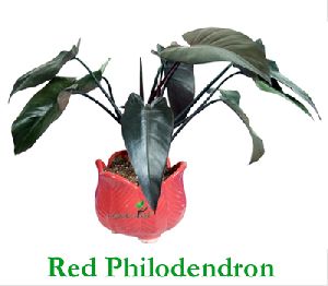 Red Philodendron Plant