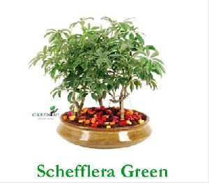 Schefflera Green Umbrella Plant