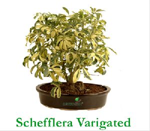 Schefflera Varigated plant