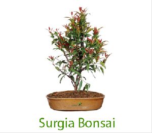 Surgia Bonsai