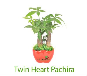 Twin Heart Pachira