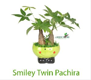 Twin Smiley Pachira