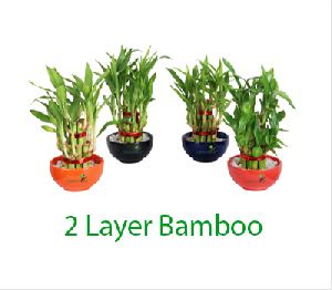 TWO Layer Lucky Bamboo