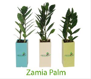Zamia Palm