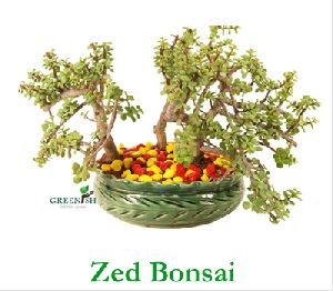 Zed Bonsai