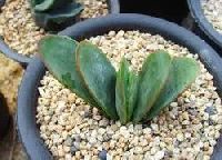 Aloe Vera Seeds