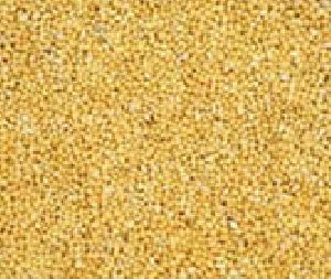 foxtail millet