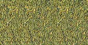 green millet