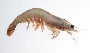 white shrimp