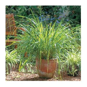 Lemongrass Plants