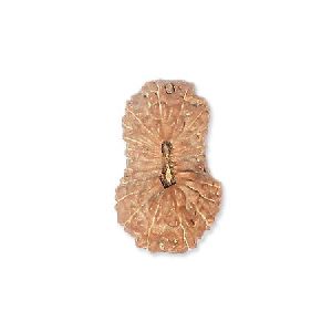 21 FACE Rudraksha