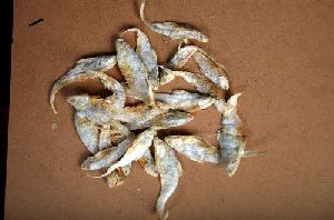 RATTALI Dry Fish