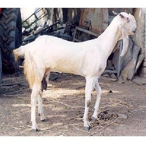 Jamunapari Goat - Get Latest Price & Mandi rates from Dealers & Traders ...