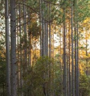 Softwood logs and standing timber