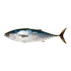Tunac fish