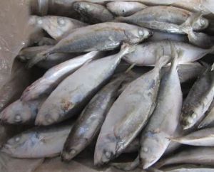 Frozen Mackerel Fish