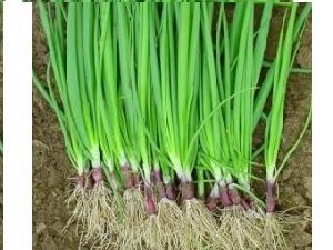 Spring Onions