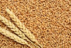whole wheat