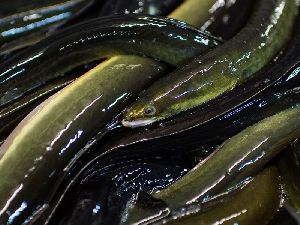 High Quality Fresh Water Eel Fish