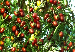 jujube fruit